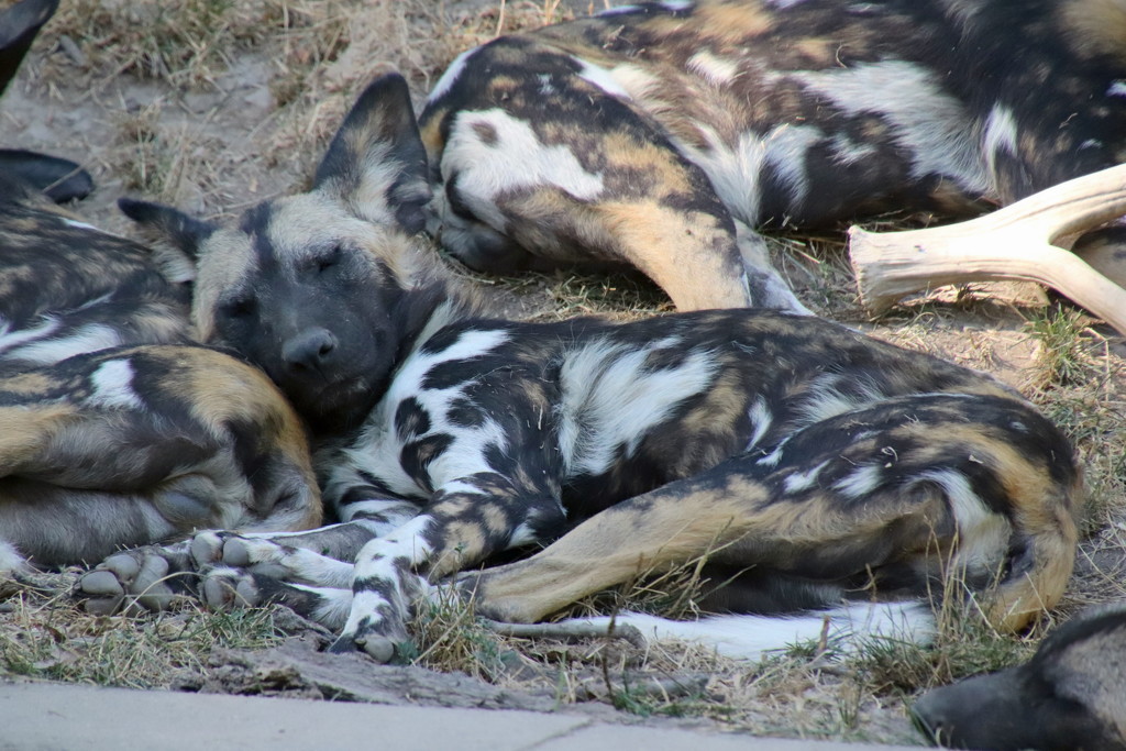 African Painted Dog Pups Resting by randy23