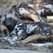 African Painted Dog Pups Resting by randy23