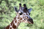 24th Aug 2020 - Giraffe Portrait