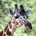 Giraffe Portrait by randy23