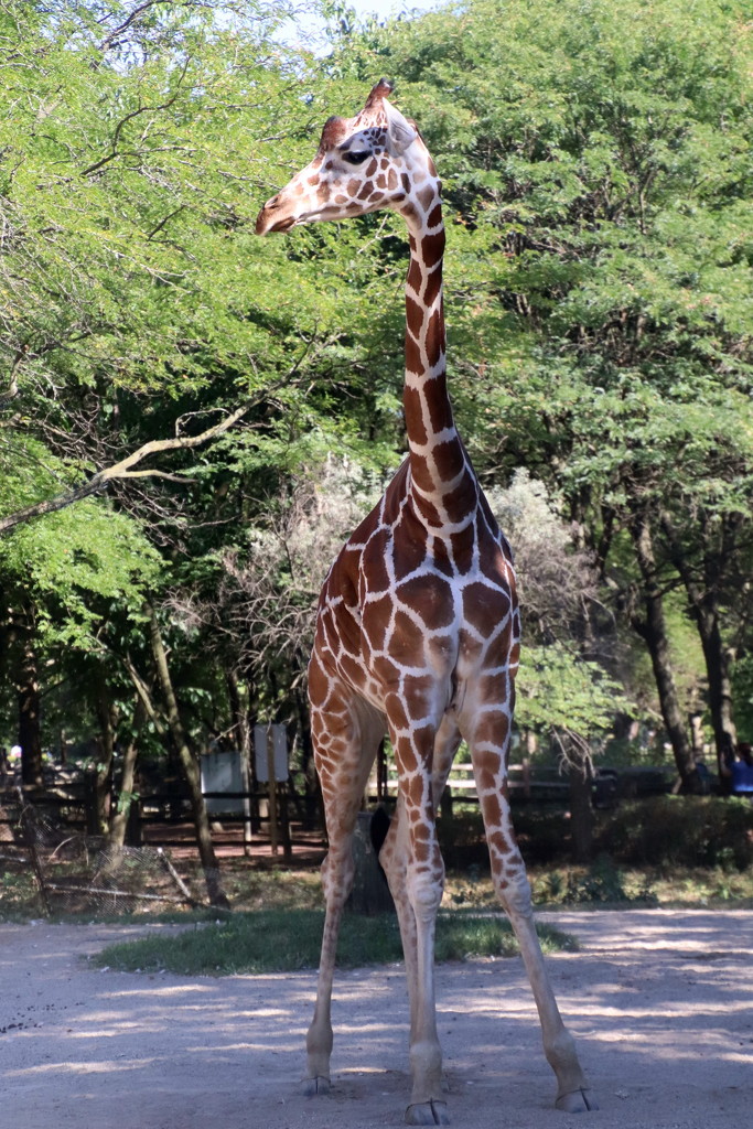 Giraffe  by randy23