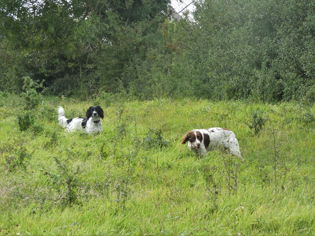 Spaniels don't mind the rain... by julienne1