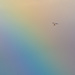 Flying through a Rainbow  by rjb71