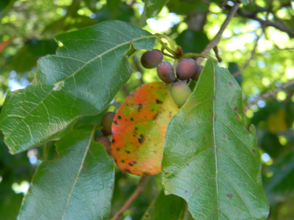 Blackgum Leaves and Berries by sfeldphotos