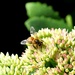 Bee well. by sailingmusic