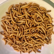 27th Aug 2020 - Mealworms. 