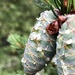 Pine cones and Raindrops by mjmaven