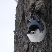 25th Feb 2020 - White-breasted Nuthatch