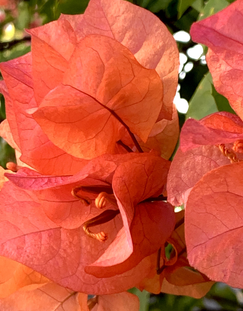 Orange Bougainvillea by lilh