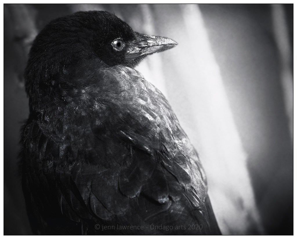 Bird In Black by aikiuser