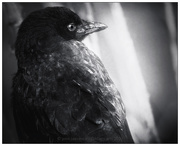 25th Aug 2020 - Bird In Black