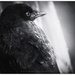 Bird In Black by aikiuser