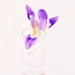 Tiny iris by maggiemae