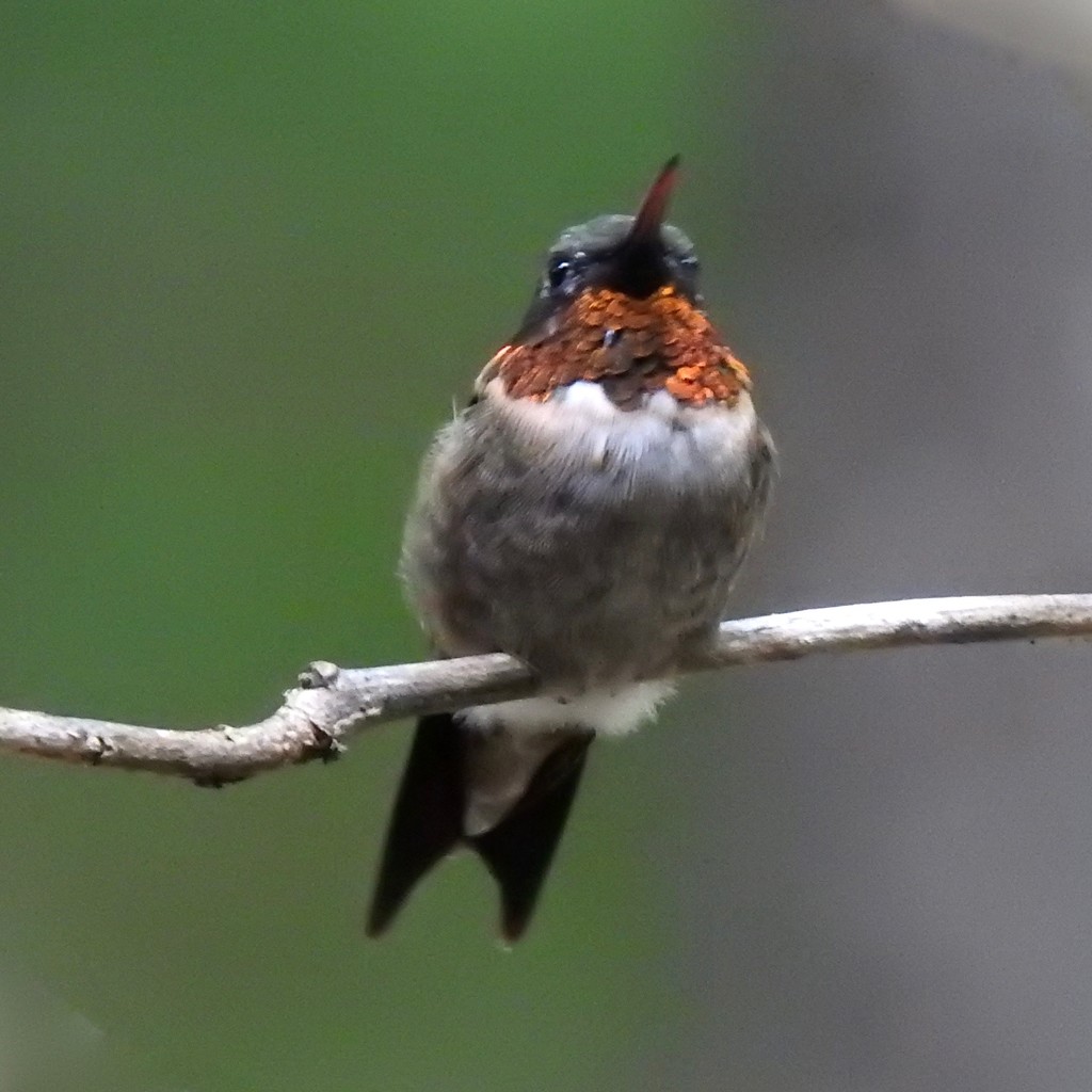 Ruby-throated Hummingbird by sunnygreenwood