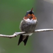 26th Aug 2020 - Ruby-throated Hummingbird