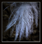 26th Aug 2020 - Stoffel lost one of these tiny feathers. Best on black.