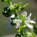 Sweet basil — flowers by rhoing