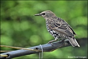 26th Aug 2020 - Starling