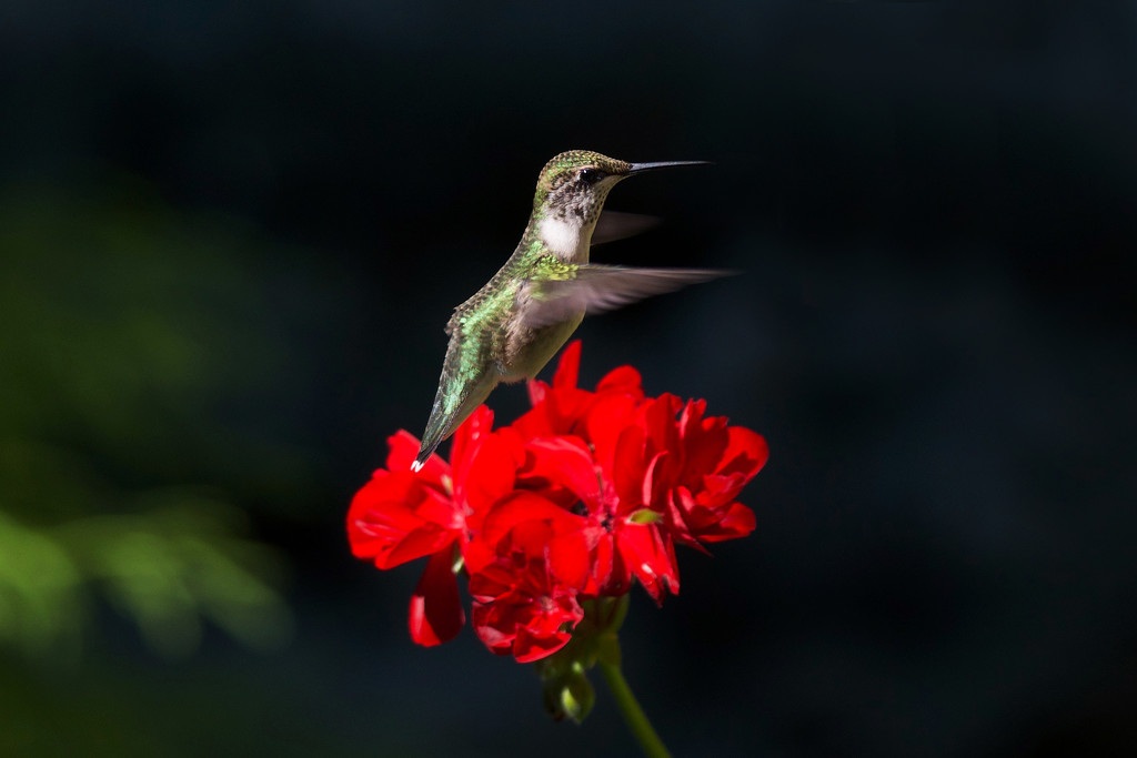 Juvenile male Ruby-Throated Hummingbird by berelaxed