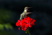 26th Aug 2020 - Juvenile male Ruby-Throated Hummingbird