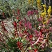  Beautiful Kangaroo Paw Flowers ~    by happysnaps