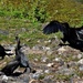   The Rampaging Cormorant ~ by happysnaps