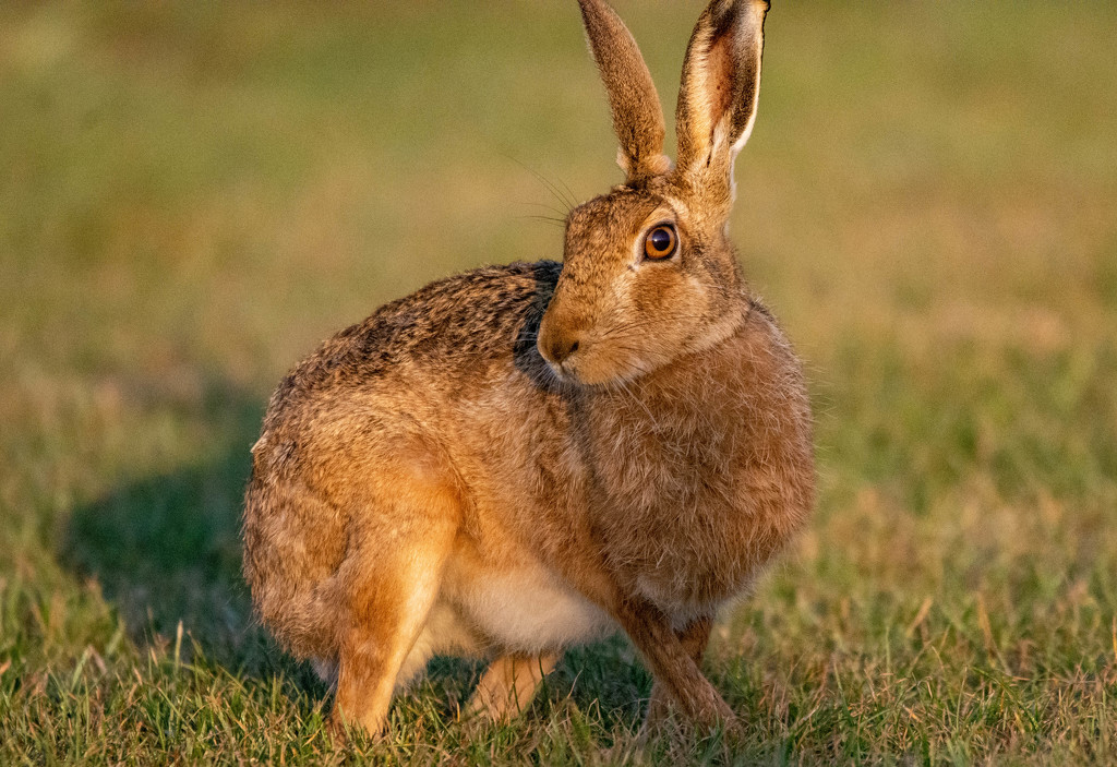 2019 Hare posing by stevejacob