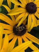 26th Aug 2020 - Bee on rudbeckia