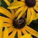 Bee on rudbeckia by 365projectmaxine