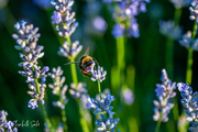 26th Aug 2020 - Bumblebee