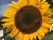 24th Aug 2020 - Sunflower