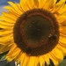 Sunflower by cataylor41