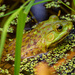 american bullfrog by rminer