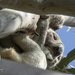 found you! by koalagardens