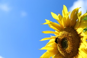 26th Aug 2020 - Sunflower and the Bee