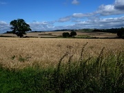 26th Aug 2020 - Shropshire cornfields