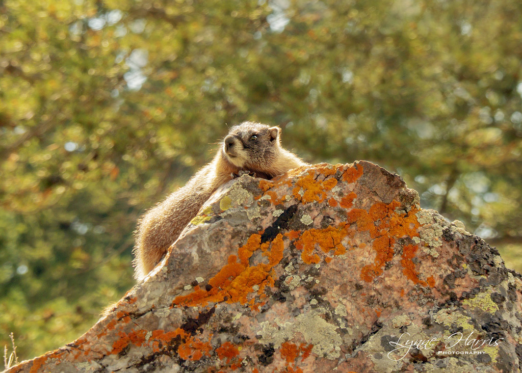 Marmot Basking in Sun by lynne5477