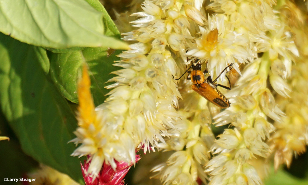 Leatherwing Beetle by larrysphotos