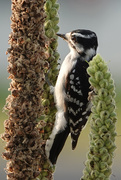 26th Aug 2020 - Downy Woodpecker