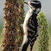 Downy Woodpecker by annepann