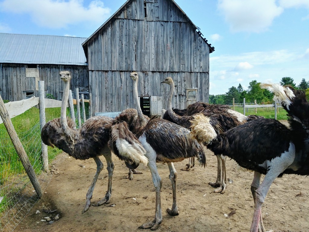 Ostrich Farm by cwarrior