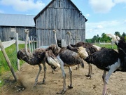 24th Aug 2020 - Ostrich Farm