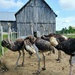 Ostrich Farm by cwarrior
