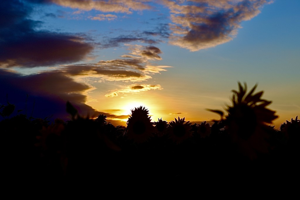 Evening Sky by carole_sandford