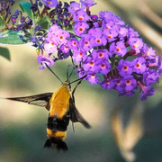 26th Aug 2020 - Stopping to Sniff the Butterfly Bush