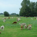 Alpaca farm by gijsje