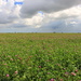 A field of clover  by pyrrhula