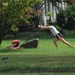 Lawn Yoga by allie912