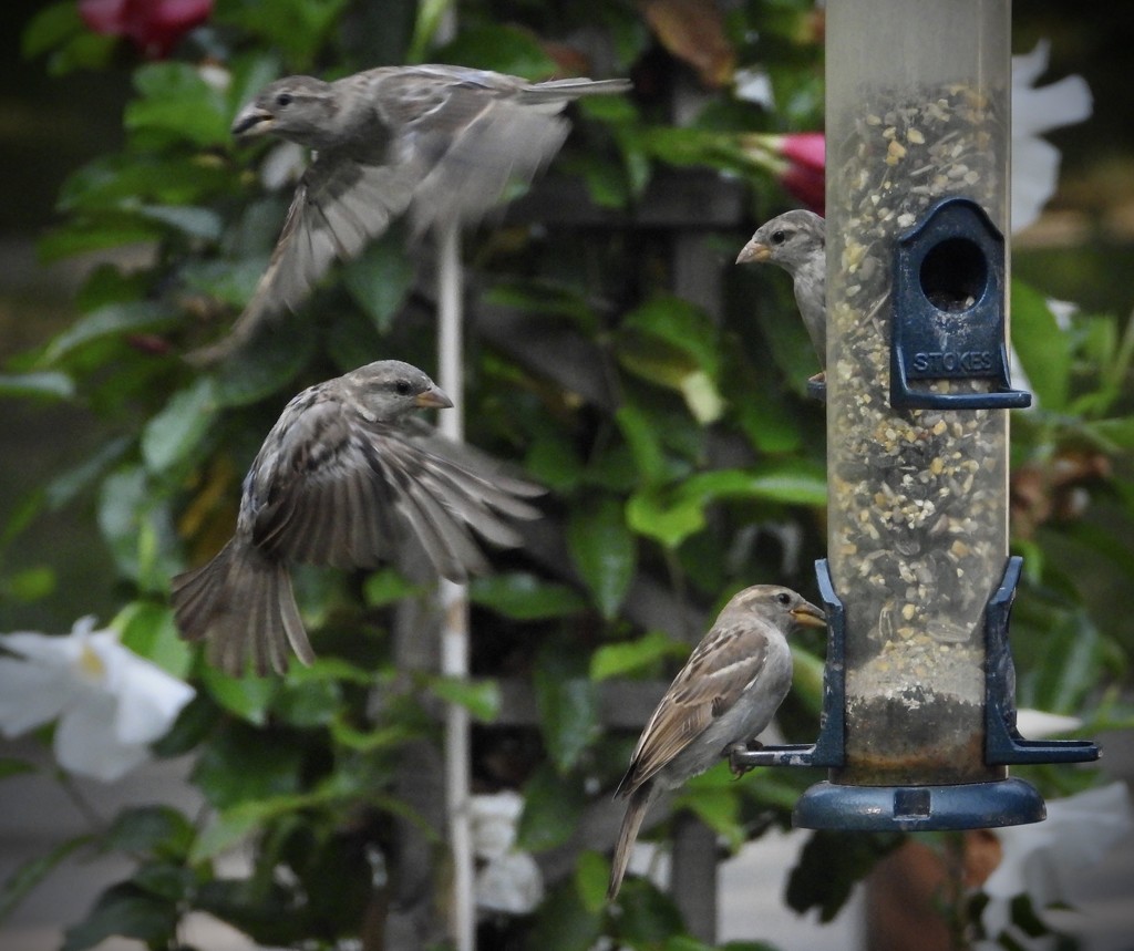 No shortage of sparrows by amyk