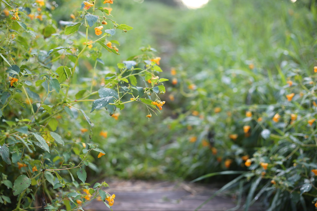 jewelweed... by earthbeone